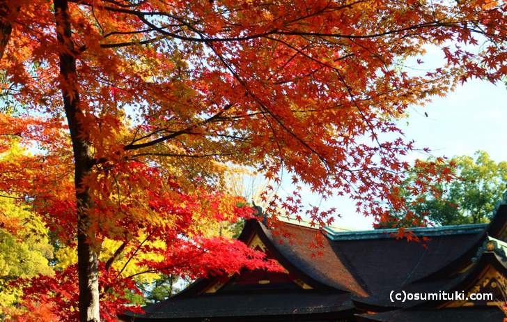 本殿展望所から見た紅葉