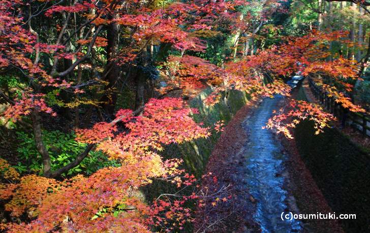 鶯橋から見た紅葉