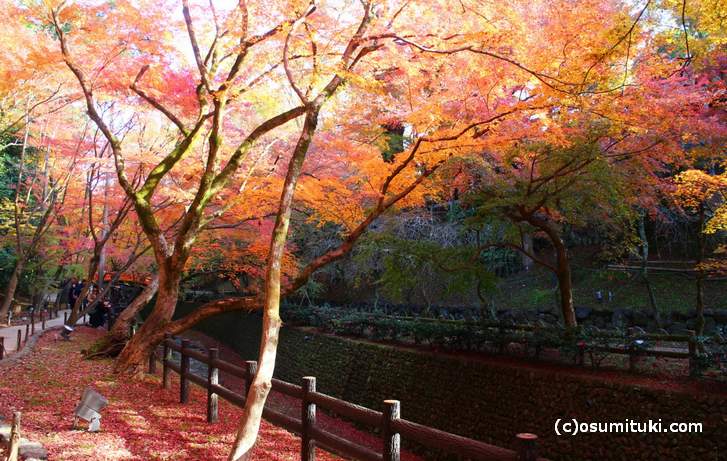 場所的に陽があたらないので、撮影は天気の良い日がいいです