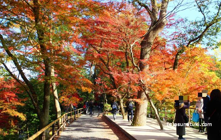 北野天満宮の紅葉が11月25日放送『もしもツアーズ』で紹介