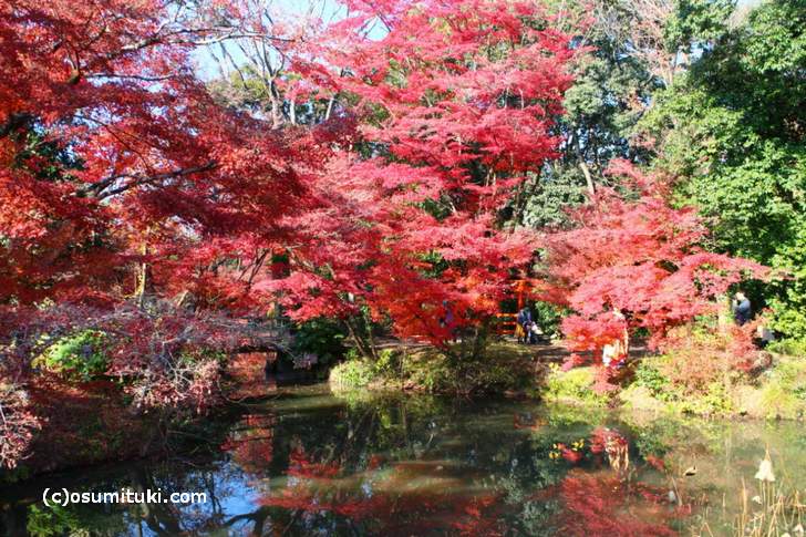 園内は池のあるエリアに紅葉がたくさんあります