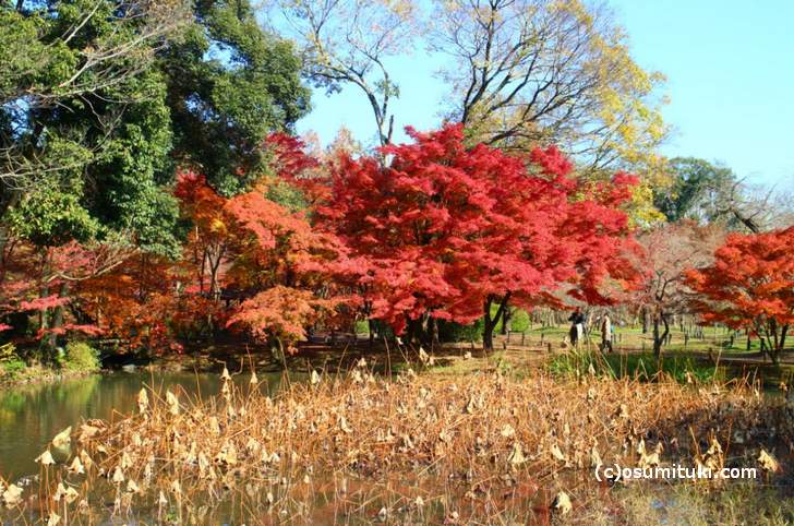 半木神社付近の紅葉(1)