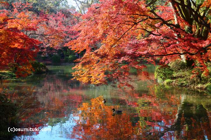 半木神社付近の紅葉(4)