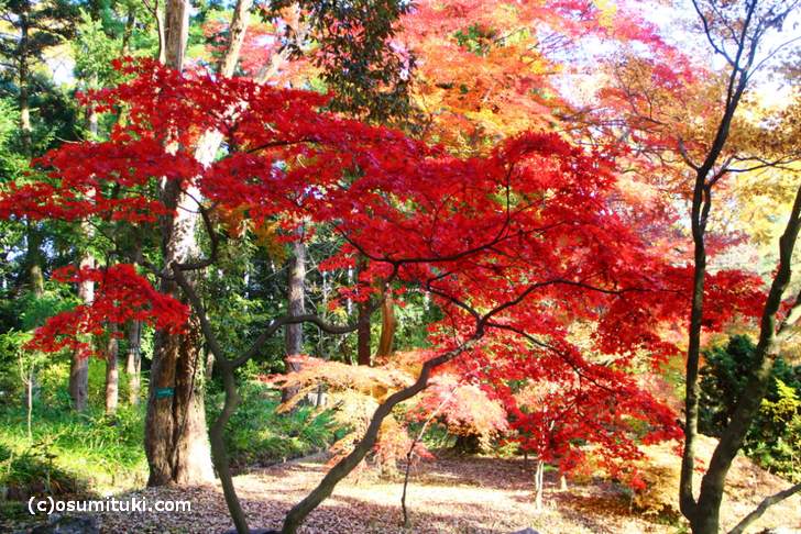 植物生態園付近の紅葉(1)