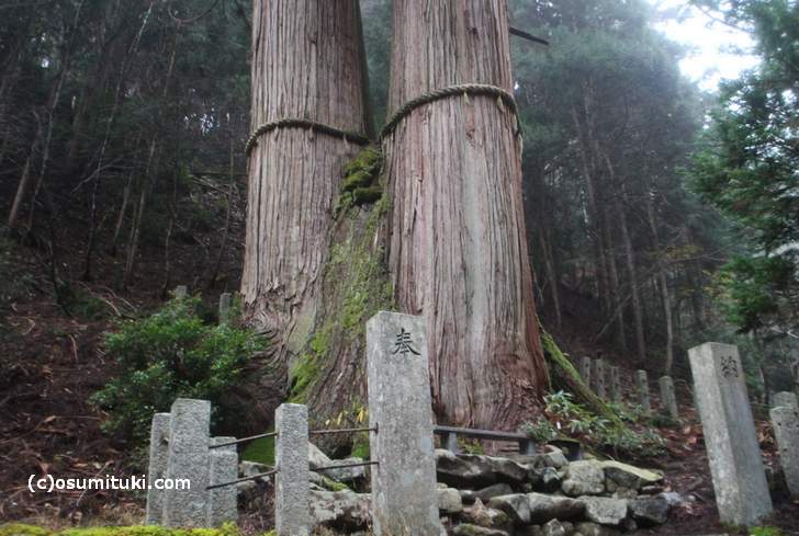 花脊の三本杉は、京都自然200選にも選定されています