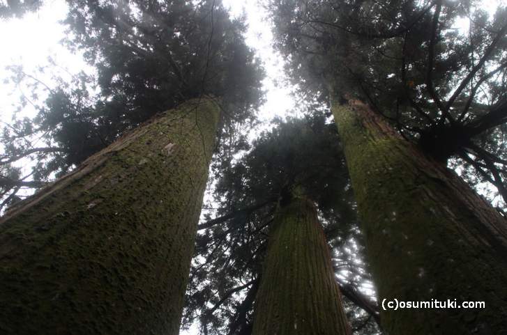 花脊の三本杉の高さは最も高い木で「62.3メートル」（全国1位）
