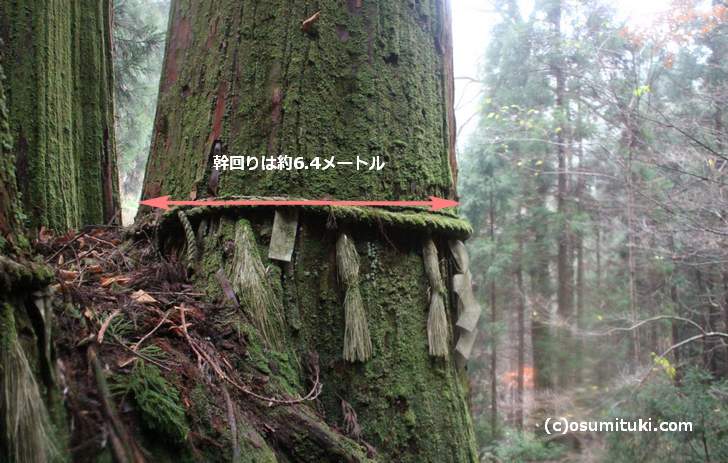 花脊の三本杉の幹回りの長さは「6.4メートル」
