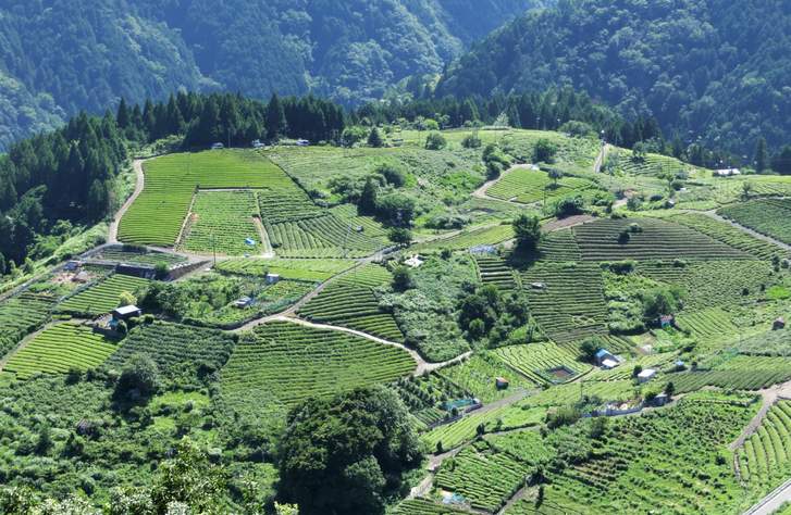 天空の茶畑(岐阜県揖斐川町)