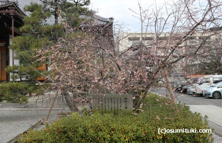 冬に咲く桜が京都にはある(2018年1月15日撮影)