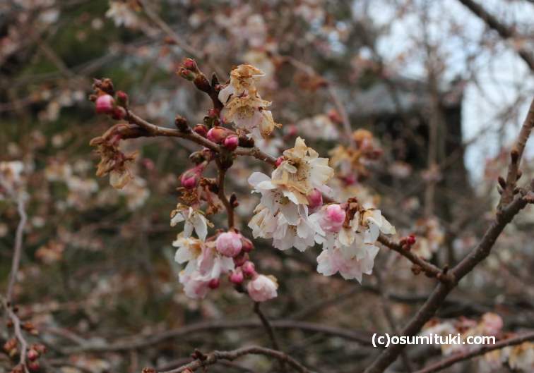 京都・妙蓮寺にある「御会式桜(おえしきさくら)」