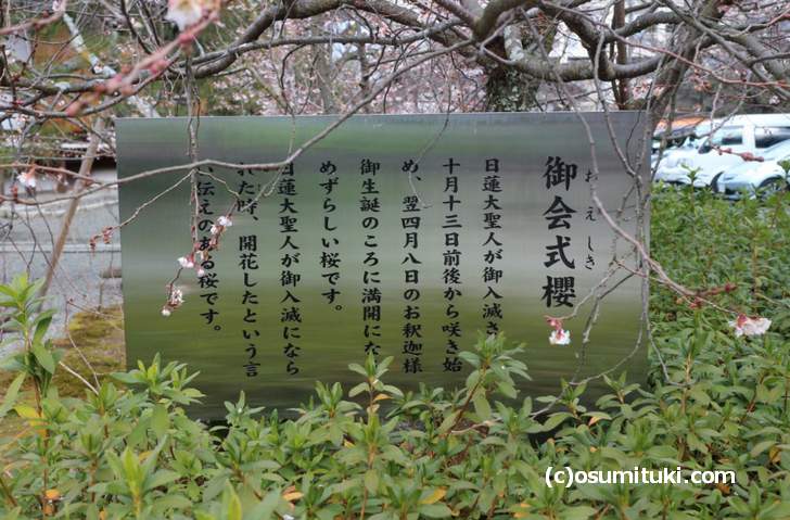 御会式櫻(おえしきさくら)とは10月~4月まで咲く桜