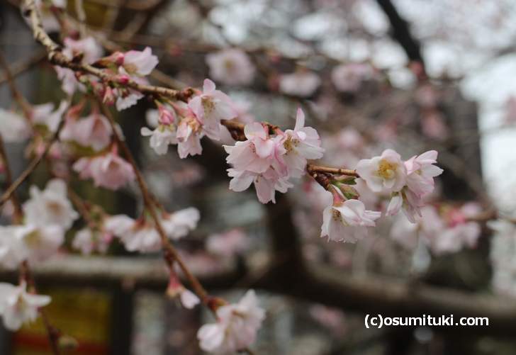 冬に咲く御池通の桜(2018年1月19日撮影)