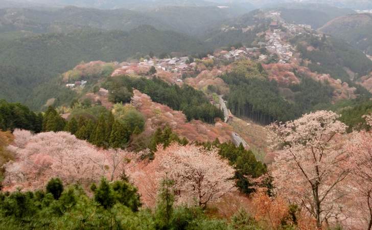 吉野と言えば奈良ですが、京都にその名を名乗る「吉野丼」がある