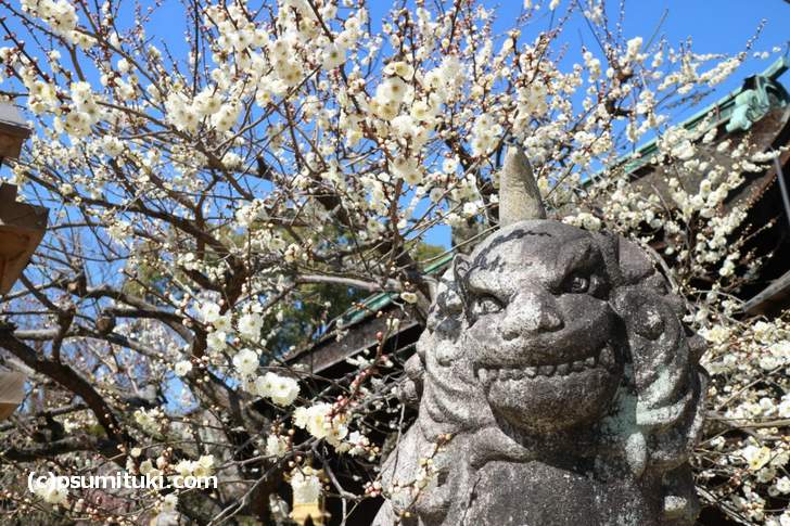 三光門(中門)の梅はだいぶ咲いていました