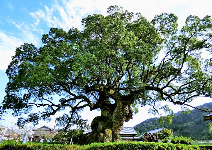 川古の大楠公園にある日本5位の巨木ちかくに「峠の豆腐屋 若木屋豆腐処」さんはあります