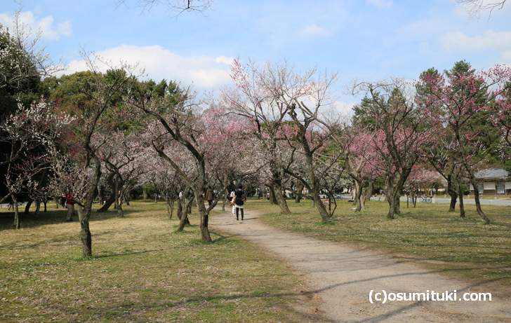 京都御所の中でも一番梅の多いエリアが「梅林と出水の小川周辺」