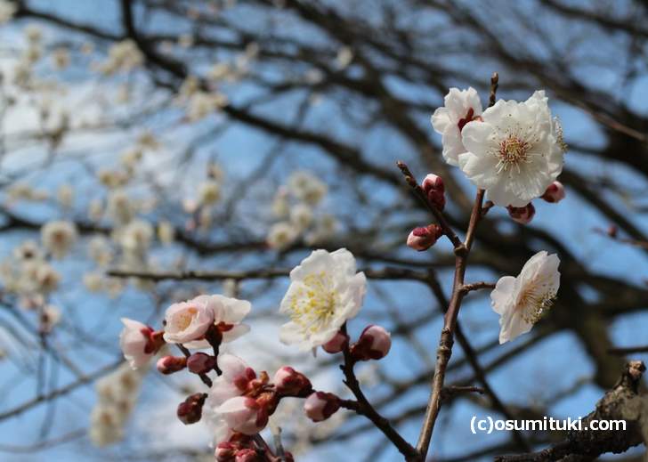 京都御所の梅は、まだまだこれからが「見ごろ」という印象