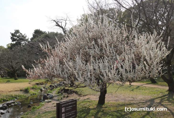 白雲神社前の梅、一斉に真上に伸びる梅の姿が目立ちます