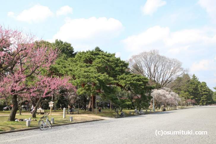 京都御所の通りをブラブラするだけでも梅が見られます