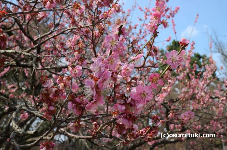 2018年3月15日時点の「梅・桜の開花状況」写真は梅です