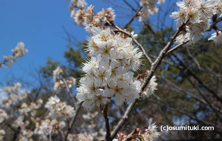 桜花祭の前に桜が咲いている 京都 平野神社 桜の開花情報18 お墨付き