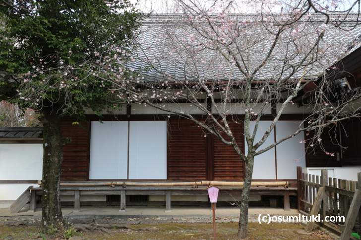 十月桜は満開にならず10月からボチボチと咲いていく桜です