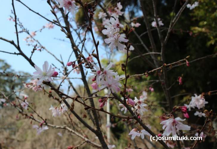 つぼみ・満開・咲き終わりの花が一度に見られるのが「十月桜」です