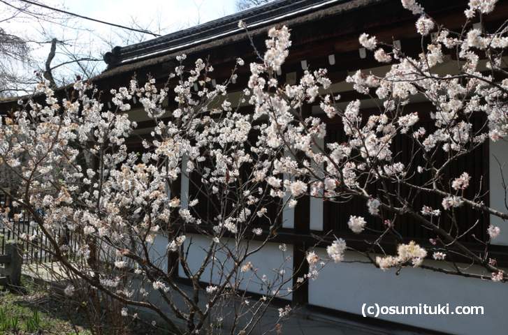 本殿の左側にも「桃桜」が並んでいます