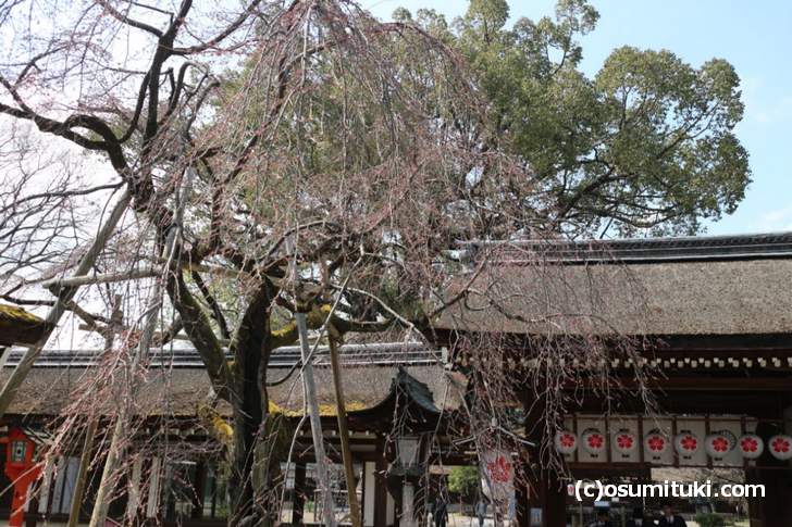 手水のすぐ近くにある大きな桜の木が「しだれ桜」です