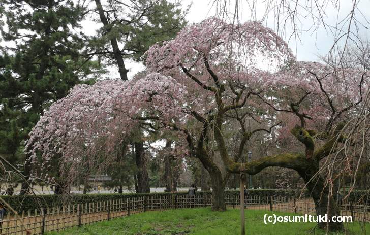 近衛邸跡にあるのが「近衛桜」です