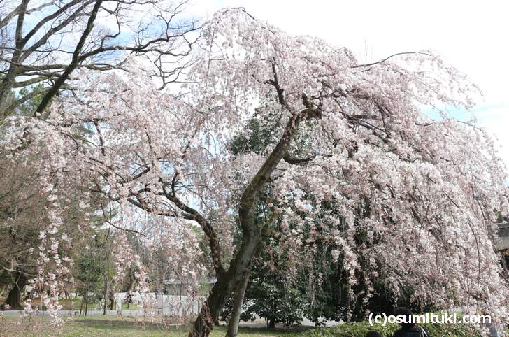 近衛桜も数本ですが桜のトンネルっぽくなっている場所もありました