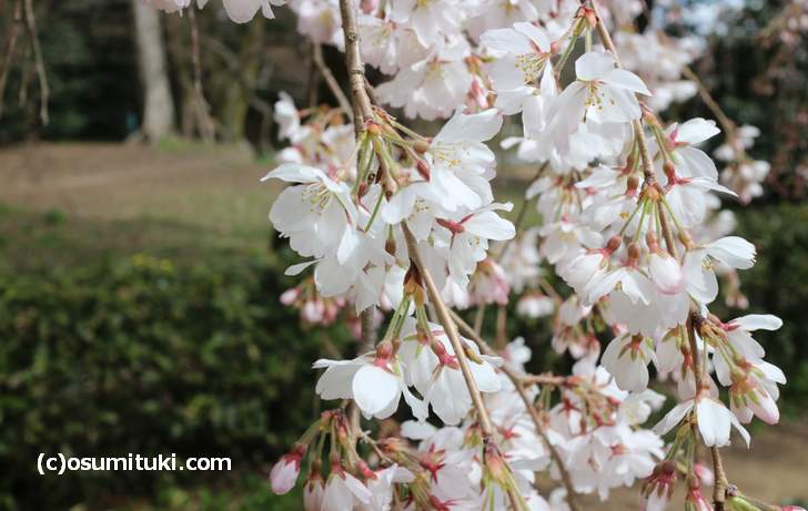 ちょうど良い日に訪問したようで近衛桜は満開です
