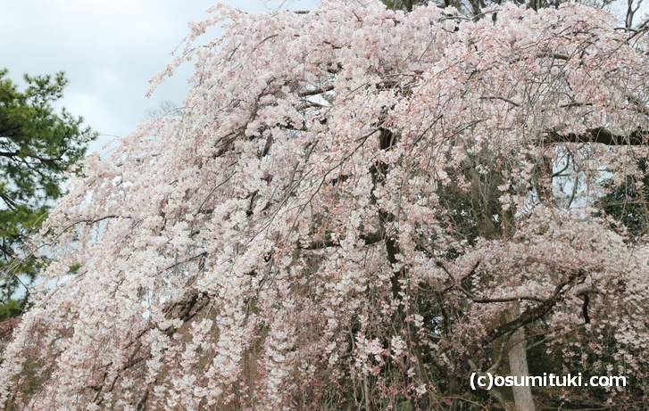 京都御所の近衛桜(シダレザクラ)が満開になっていました