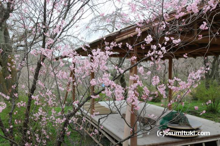 一部で桜が開花していますが早咲きのものだけでした(2018年3月19日朝撮影)