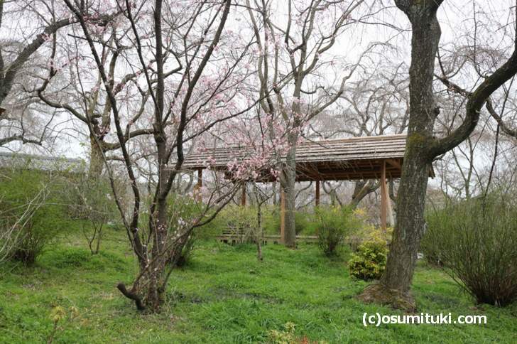 桜は咲いていますが、一部だけの開花になっていました(2018年3月19日朝撮影)