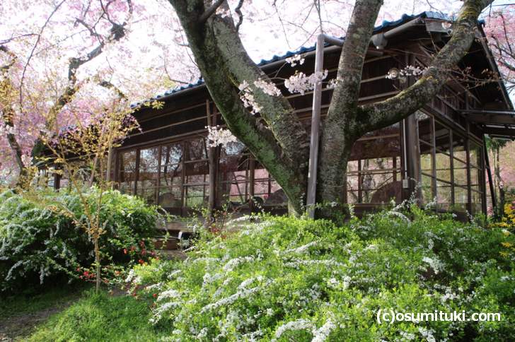 桜を眺めながら予約制の席で「すき焼き」や「懐石弁当」を食べることもできます