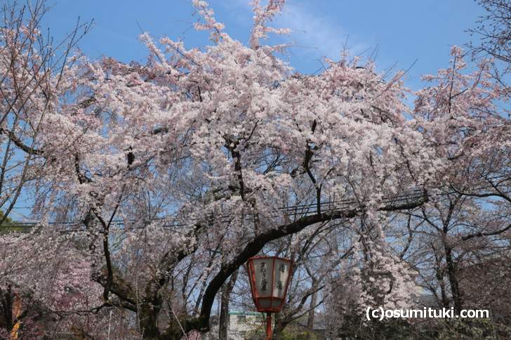 桜の公園では満開になる桜もありましたが、全体的にはまだツボミの状態です(2018年3月26日)