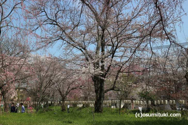 開花しかけの桜が多いので4月初旬には満開になるかも