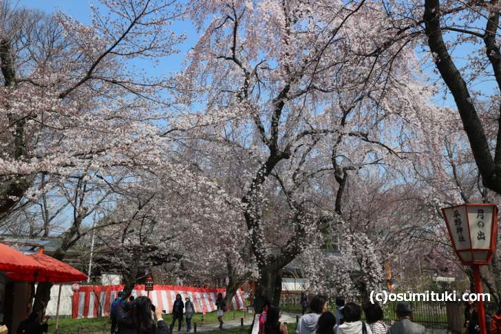 桜の庭園で一番目立つ桜は7分咲きくらいです