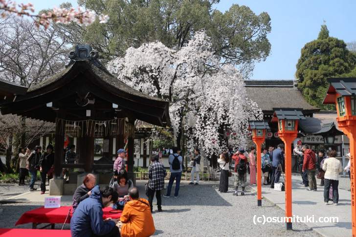 しだれ桜は満開(2018年3月26日)
