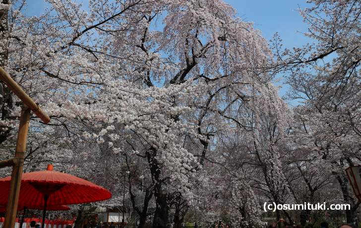 平野神社「桜の公園」も3月末には満開になるでしょう