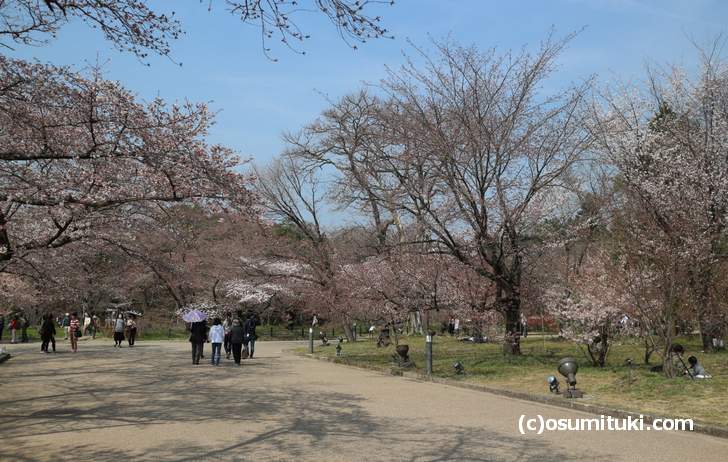 京都府立植物園、桜の多くはまだツボミの状態(2018年3月26日)
