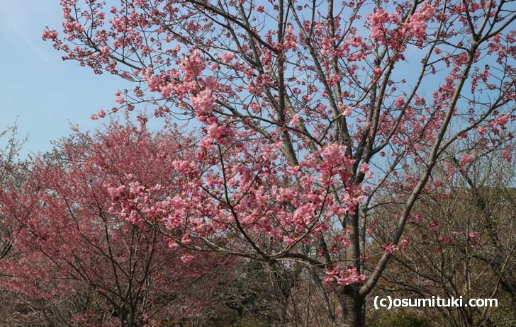 ヨウコウは5分咲き(2018年3月26日)