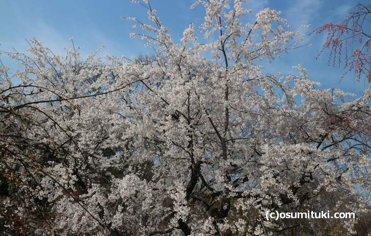京都府立植物園は2018年4月入ってすぐが見頃だと思われます