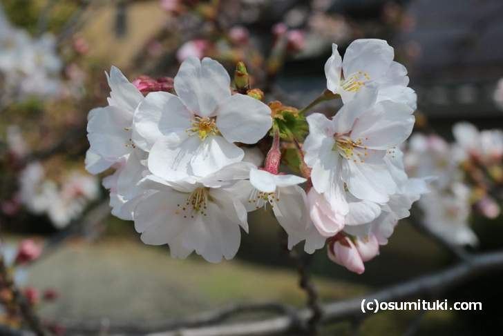 千本釈迦堂 入ってすぐの桜はもう満開近いです(2018年3月26日)