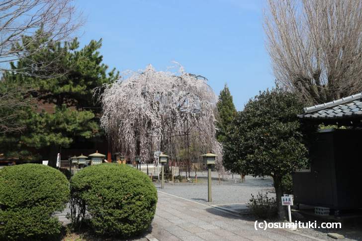 千本釈迦堂 桜の開花状況2018