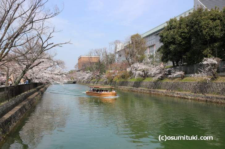 「みやこめっせ」側の疎水桜は、まだ咲いていない枝がありました(2018年3月27日)
