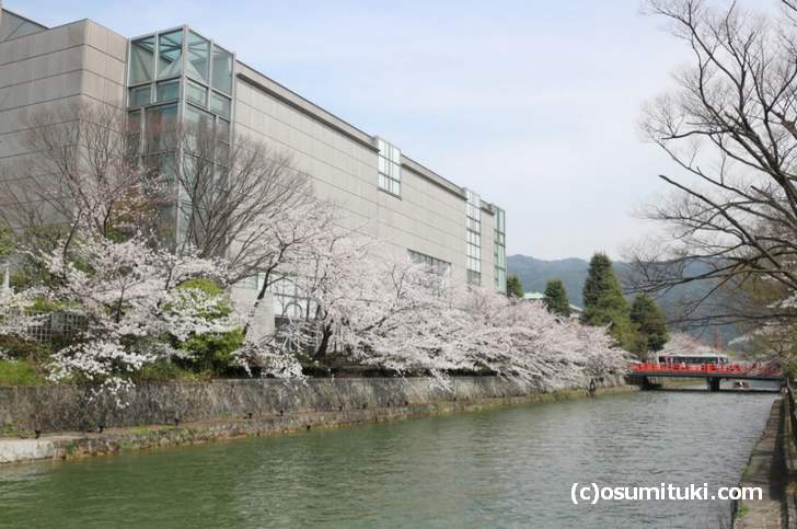 京都国立近代美術館周辺の桜はかなり咲いていました(2018年3月27日)