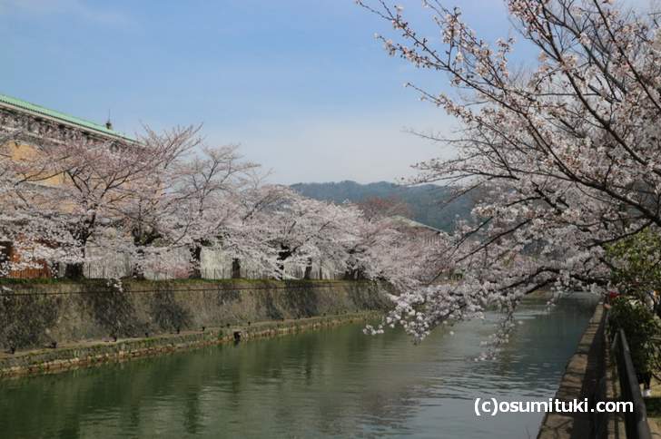 京都市美術館の前の桜もほぼ満開に近い状況でした(2018年3月27日)