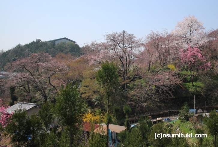 2018年3月28日の原谷苑、有料公開となり桜はツボミが多いけど咲いているものもあります